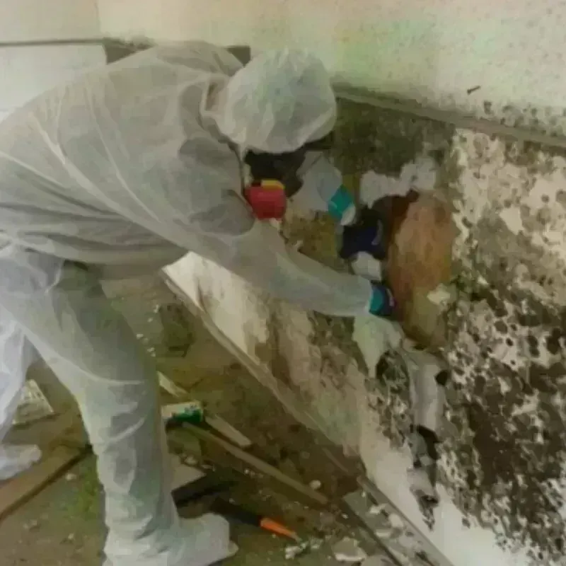 Mold Remediation and Removal in Lacombe, LA